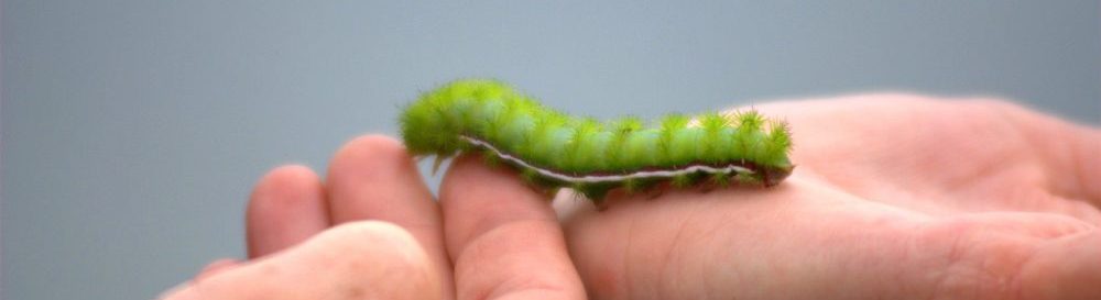 mãos suportam lagarta verde